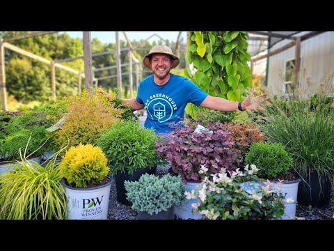 Incredible Low Maintenance and Easy-Care Shrubs for Your home!