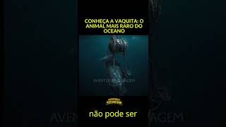 O golfinho mais raro do mundo está sumindo   A VAQUITA MARINHA