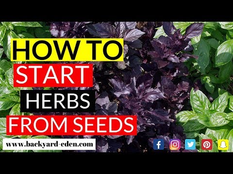 How to Start Herbs from Seed