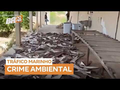 Polícia Federal apreende 1,5 tonelada de barbatanas de tubarão na Bahia