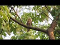 Brown Hawk Owl Calling
