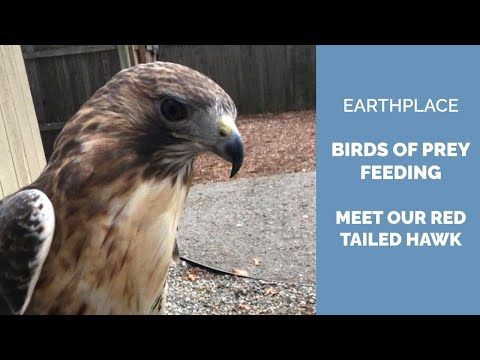Talon, Red Tailed Hawk Feeding