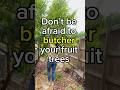Fruit Tree Pruning Before And After Gardentips