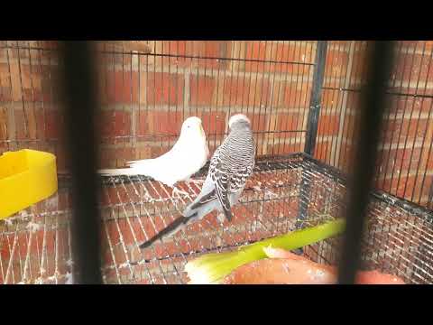 Guide to Feeding Vegetables to budgies