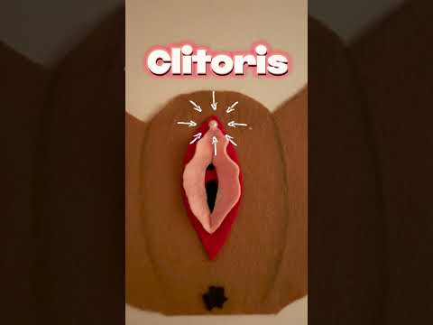 What's the stuff "down there" called?? #yourdocbesties #obgyn #anatomy #lips  #vagina