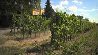 YouTube: Sepp Moser Riesling Ganstreiberin