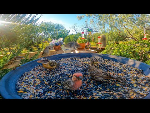 New Visitors Arrive 🐦 Black-Headed Grosbeak, Orioles & More | Wait for It!