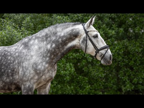 **SOLD** Ultimate Amateurs Dream Ride: PSG Piro Free Bombproof Lusitano Gelding (REF# 955)