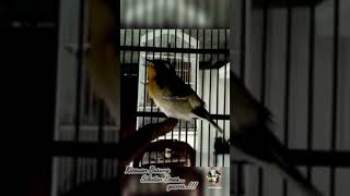 Download lagu Kicauan Burung Sikatan Emas mp3
