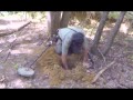 Dug Out 2 Great Finds While Metal Detecting A Wiped Out CS Camp With Beau Nugget