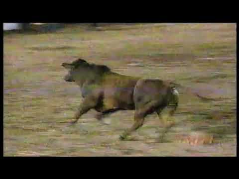 PBR 1998: Pete Hessman hung & Jimmy Anderson kicked