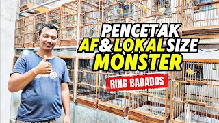 Download lagu CANARY BREEDERS‼️Monster size PAUD CANARY breeders... mp3