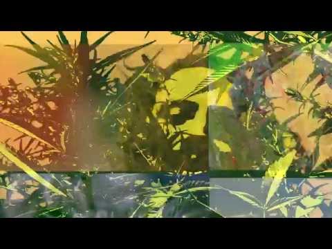 3pra1 - A Verdade da Planta THC (clipe oficial)