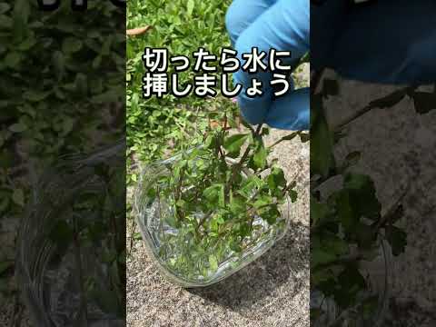 plantes-vivaces-couvre-sol-feuillage-persistant