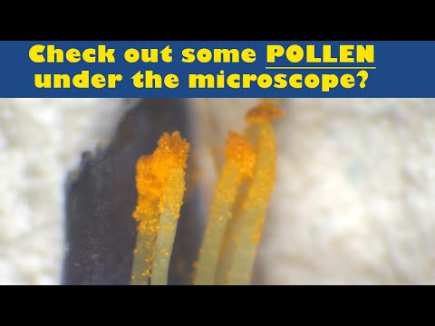 Dude with a Microscope Pollen!