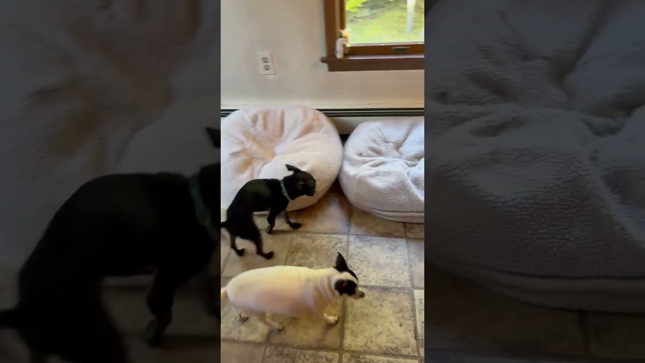 Enlarge Gracie, a Adoptable Chihuahua in Huntington, NY video 3/3