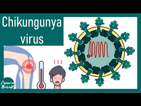Chikungunya Virus | chikungunya fever | pathology and immunology of Chikungunya | Arbovirus