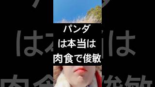 パンダの本性は肉食で俊敏