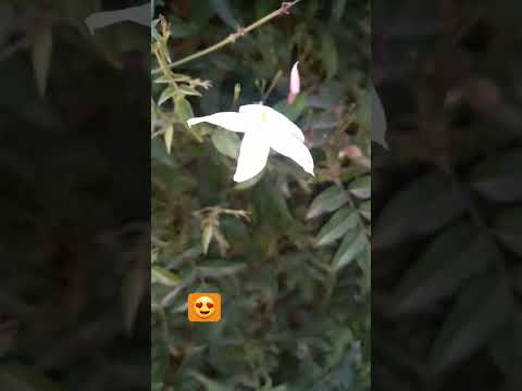 #argentina #paloma #gazmin #Argentina #gente #buenosaires #chascomús