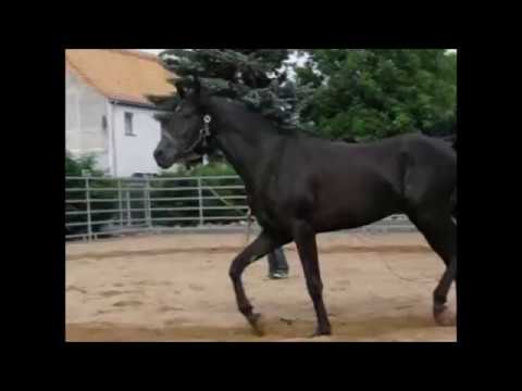 Pasha beim Longieren - Reitbeteiligung in Freiburg