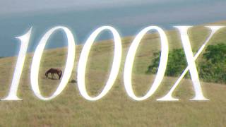 Download lagu Ghea Indrawari - 1000X mp3