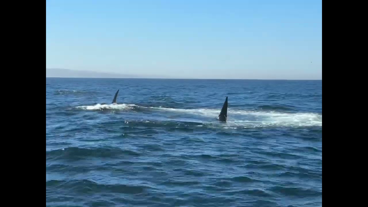California Killer Whales Orcas Feeding on Sea Lion CA140 Emma Pod in Monterey Bay