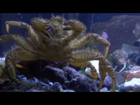 download lagu mp3 mp4 Types Of Alaskan Crab, download lagu Types Of Alaskan Crab gratis, unduh video klip Types Of Alaskan Crab