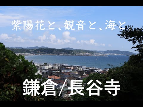 長谷寺 Hasedera Temple 鎌倉 湘南 Kamakura Shonan powershot v1 鎌倉 観光 vlog 鎌倉殿の13人 歴史 文化