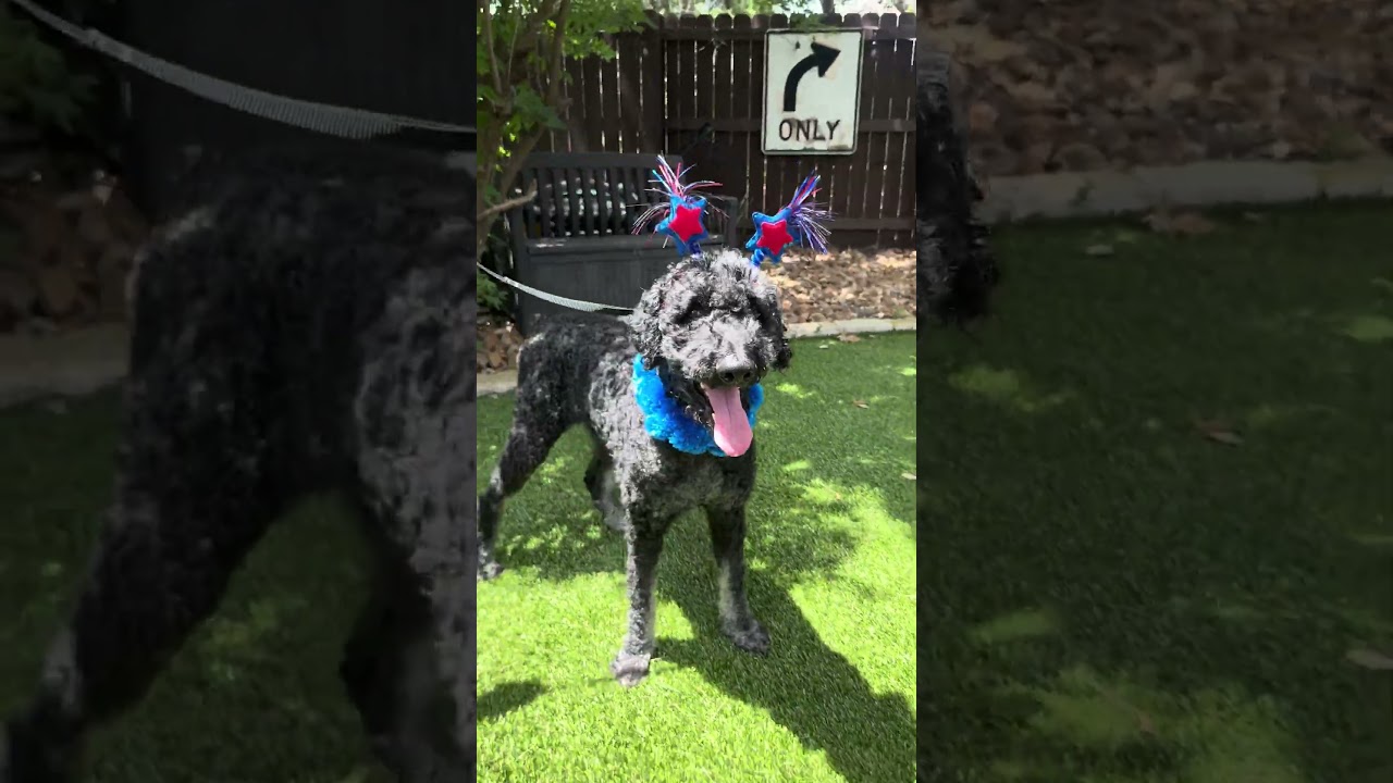Enlarge Louie, a Adoptable Standard Poodle in Bedminster, NJ video 3/6
