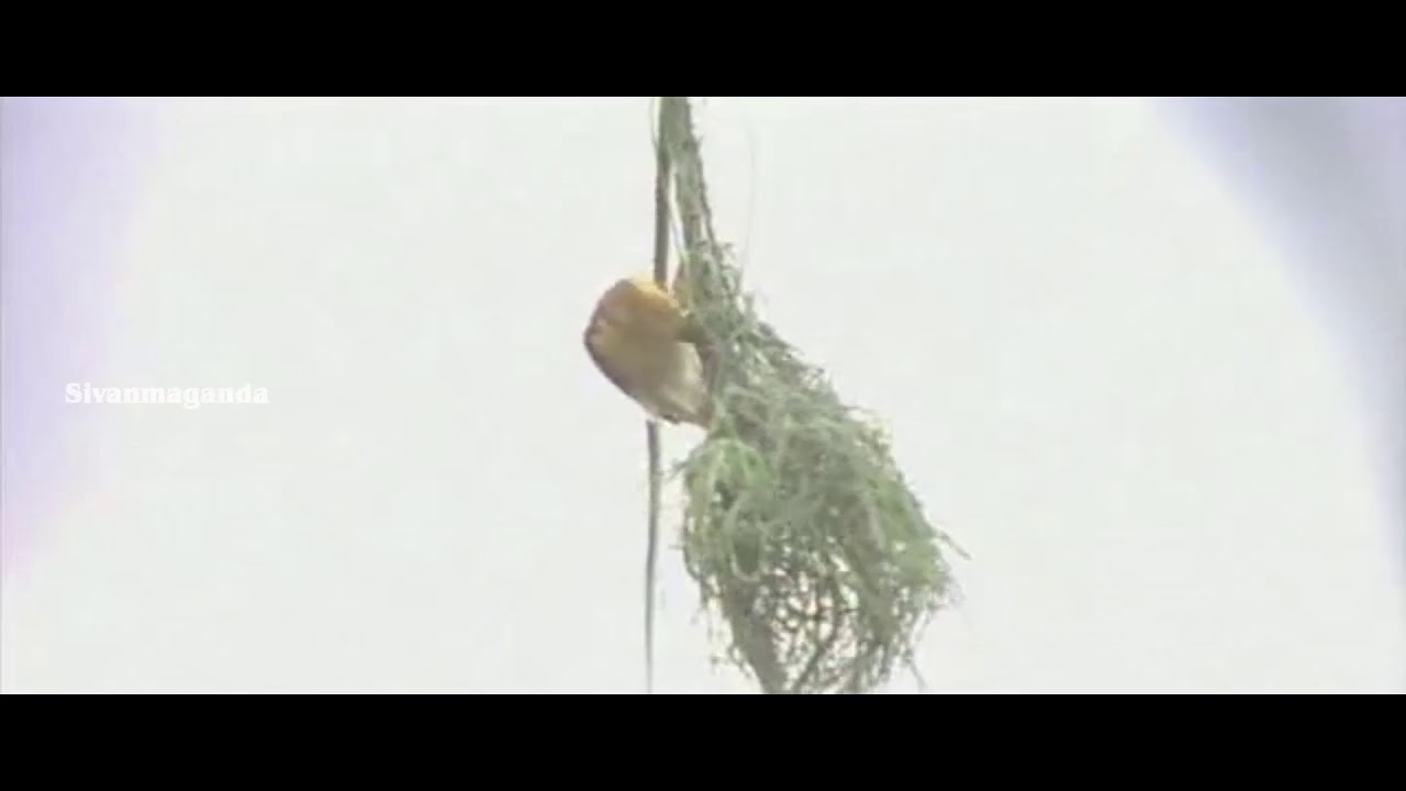 Vellaaviyil Lyrics  | Onbadhu Roobai Nottu | Archana | Bharathwaj | Bharathwaj