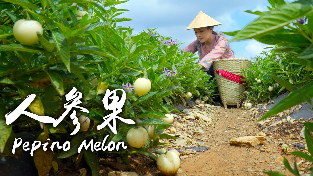 One Fruit for a Table」Pepino Melon - "Water Bomb" in the Fruit World, Fairy Fruit in Fairy Tales