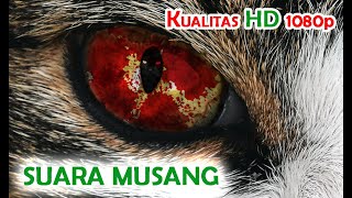 Download lagu SUARA PIKAT MUSANG 'KUALITAS HD 1080p' AMPUH MENDATANGKAN MUSANG 'BERBURU MALAM' mp3 Download lagu SUARA PIKAT MUSANG 'KUALITAS HD 1080p' AMPUH MENDATANGKAN MUSANG 'BERBURU MALAM' mp3