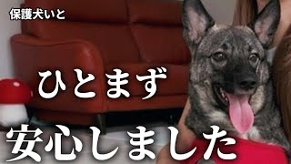 保護犬いとの経過報告。今は熱もなく、食欲も戻っています