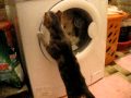 Cat The Washing Machine