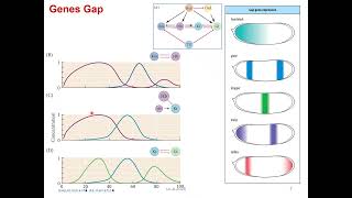 T06_26_Genes_Desarrollo_Eje_AP _Parte 2