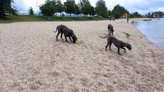 preview picture of video 'Celoštátna výstava psov - Senec - Slnečné jazerá 5/2013'