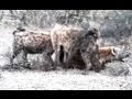 Hyena In Labour Latest Sightings