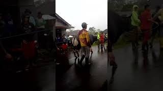 Download lagu Tradisi menangkap SAPI DUWE mp3