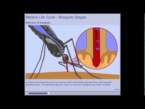 MALARIA