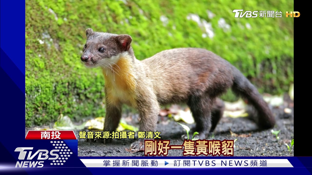 疑露營完亂丟! 塔塔加黃喉貂嘴咬「雞蛋盒」