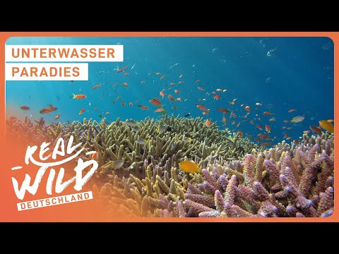 Unterwasser Doku zum Einschlafen: Im Korallenriff