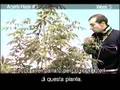 Green House Arjan S Haze 1 Grow With Italian Subtitles