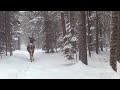 White Tailed Deer In A Blizzard