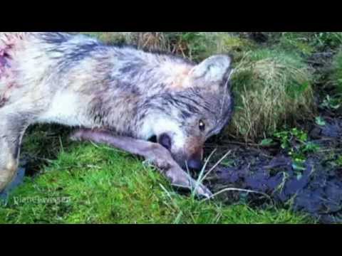 Planet Wissen - Ein Leben für den Wolf