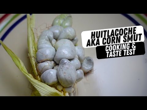 Huitlacoche aka Corn Smut Cooking & Taste Test