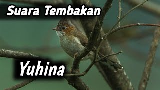 Download lagu download suara masteran untuk cucak hijau tembakan yuhina|#isiancucakijo mp3