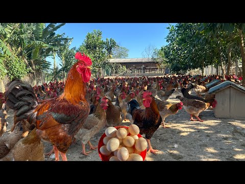 Get rich from free range chicken farming model - how to raise chickens for eggs and meat.
