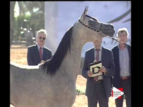 N.23 CANARI BHM - Ajman 2016 - Yearling Fillies 1 year old (Class 1B)