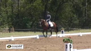Boyd Martin and Otis Barbotiere - Dressage - 2011 Red Hills Horse Trials