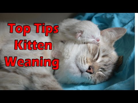 Kitten Weaning - Milk to solid Food  / Schedule - Method- Tips / Animalia Dot Pk